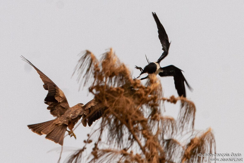 Corbeau pie, Comportement