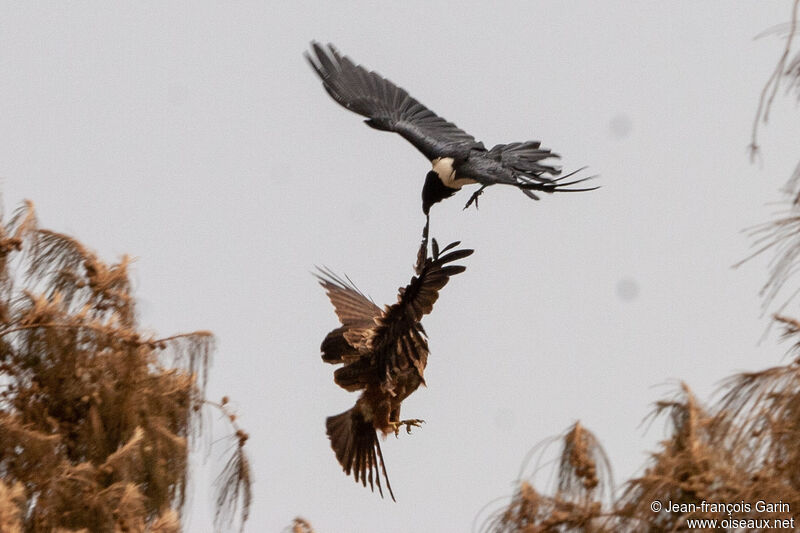 Pied Crow