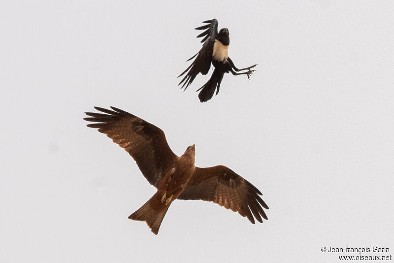 Corbeau pie, Comportement