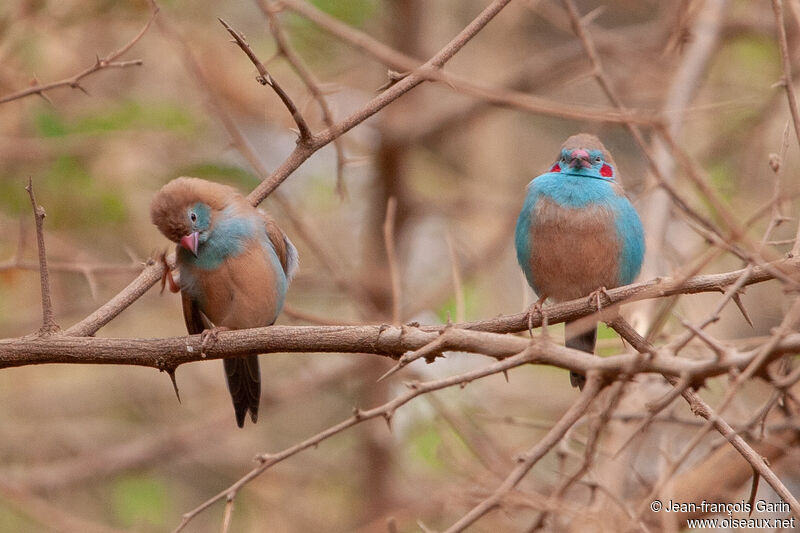 Cordonbleu à joues rougesadulte