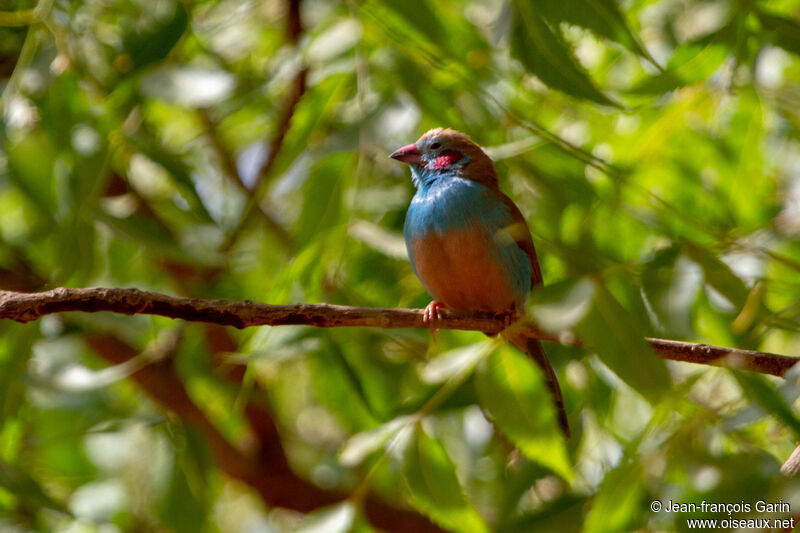 Cordonbleu à joues rouges