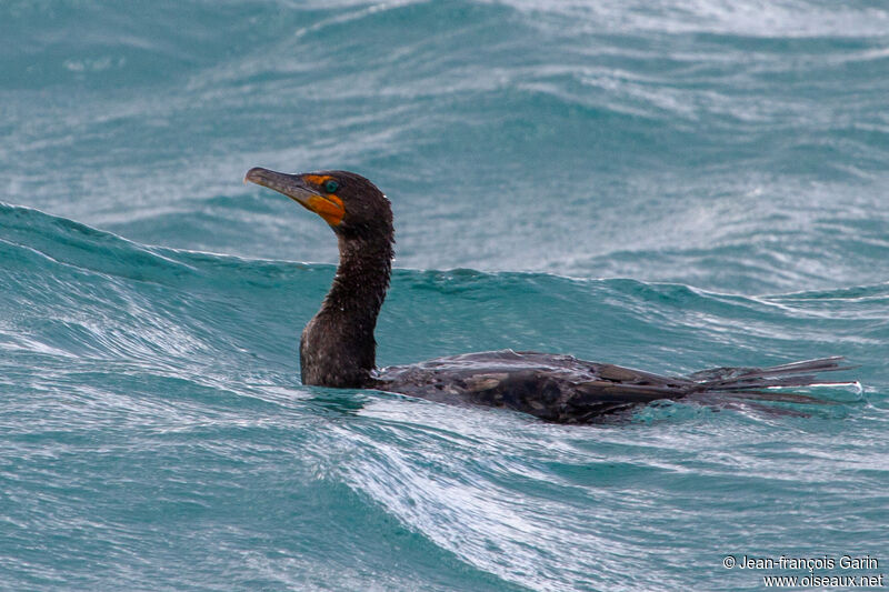 Cormoran à aigrettesadulte internuptial