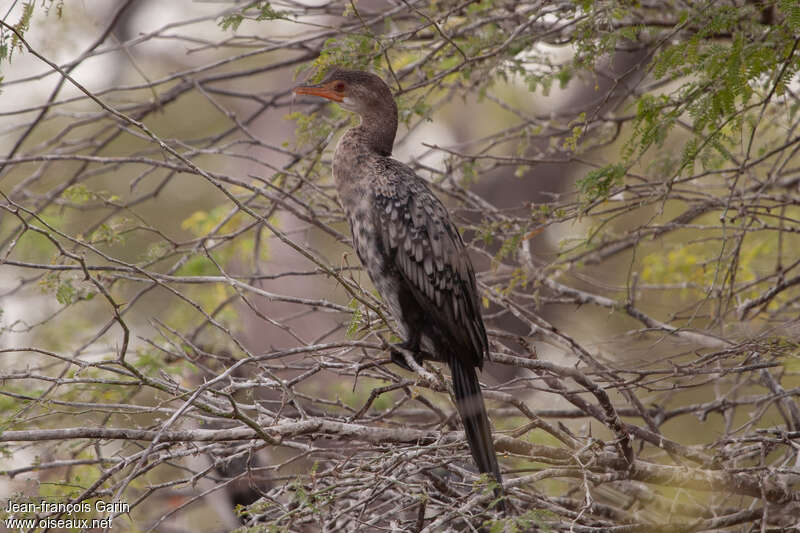 Cormoran africain2ème année, identification