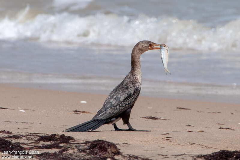 Reed Cormorantimmature, feeding habits