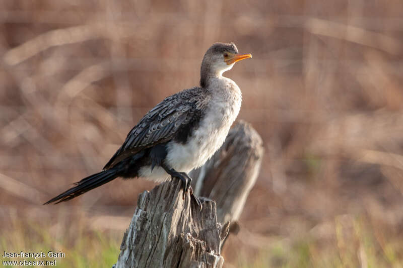 Cormoran africainjuvénile, identification