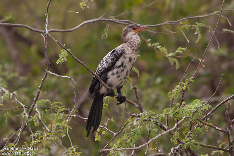 Cormoran africainimmature, identification