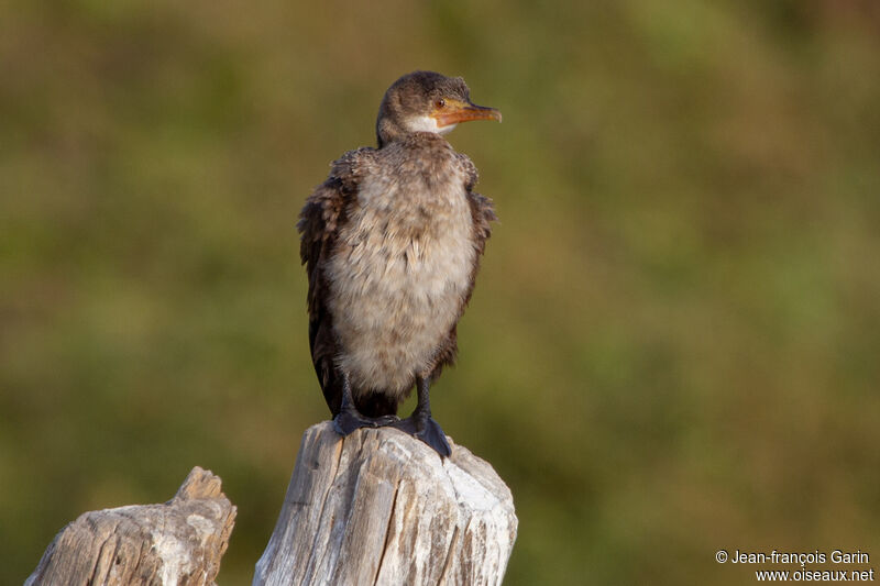 Cormoran africainjuvénile