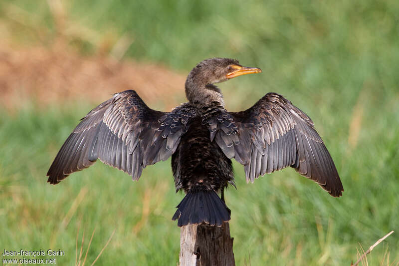 Cormoran africainimmature, pigmentation, Comportement