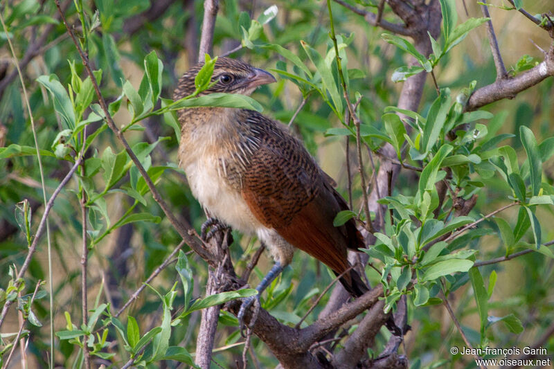 White-browed Coucal