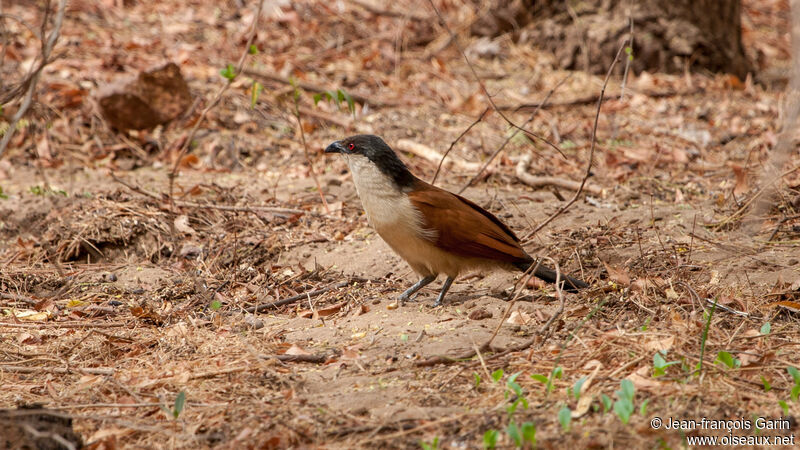 Coucal du Sénégal