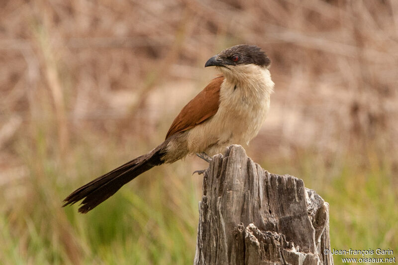 Coucal du Sénégal