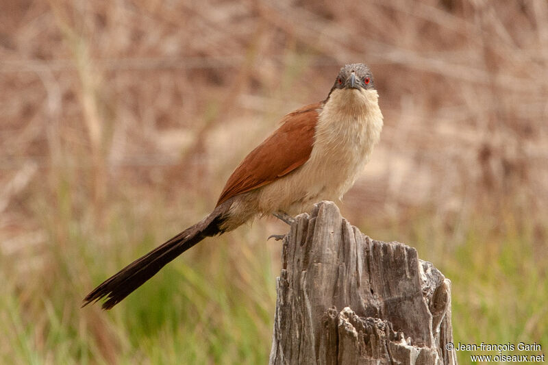 Coucal du Sénégal