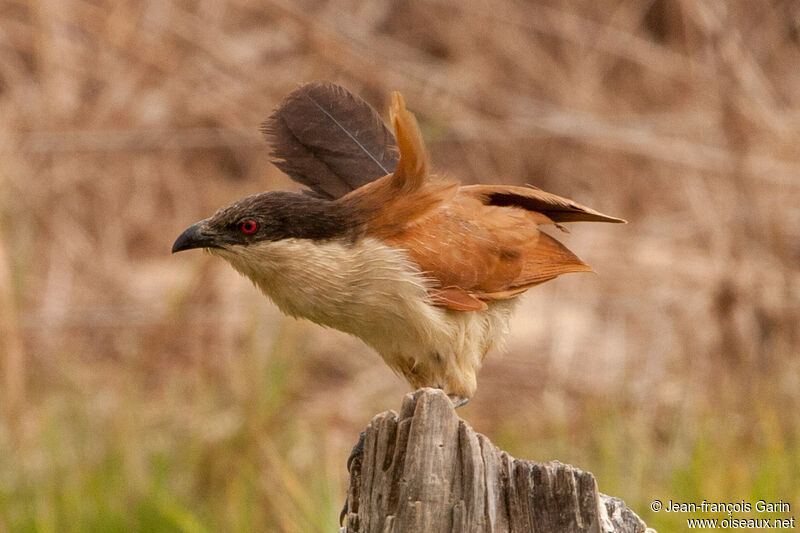 Senegal Coucal