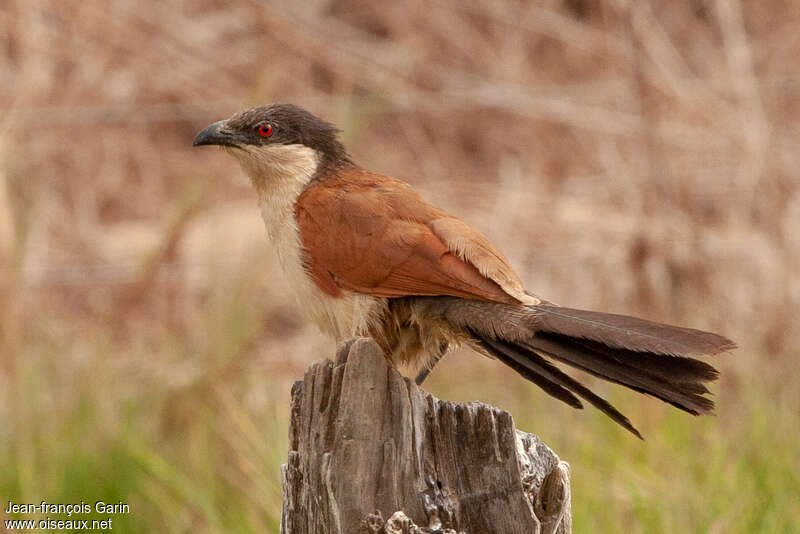 Senegal Coucaladult, identification