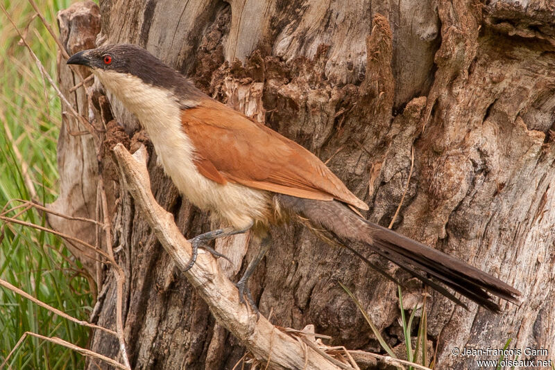 Senegal Coucal