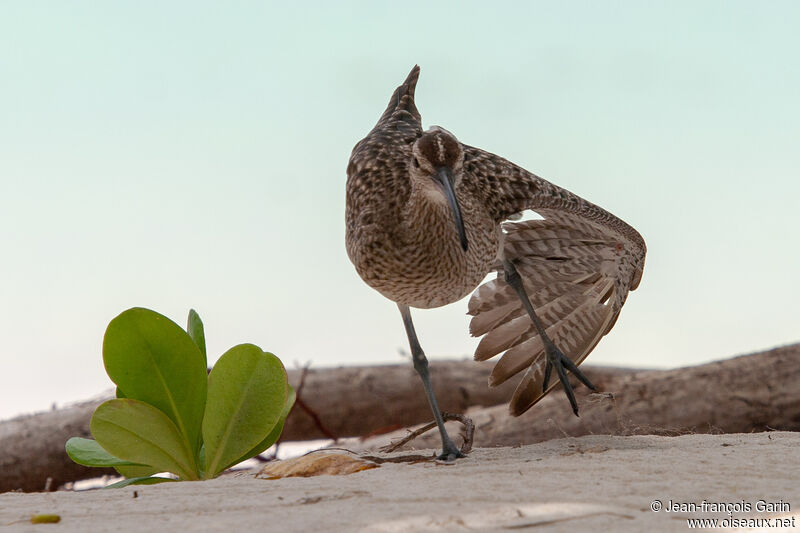 Eurasian Whimbrel