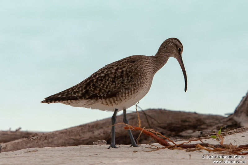 Eurasian Whimbrel