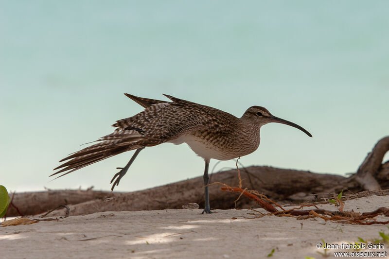 Eurasian Whimbrel