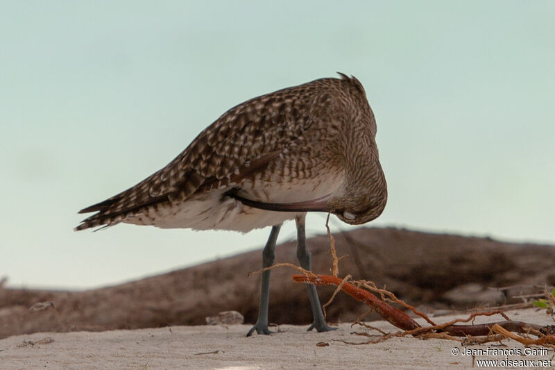 Eurasian Whimbrel