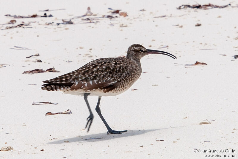 Eurasian Whimbrel