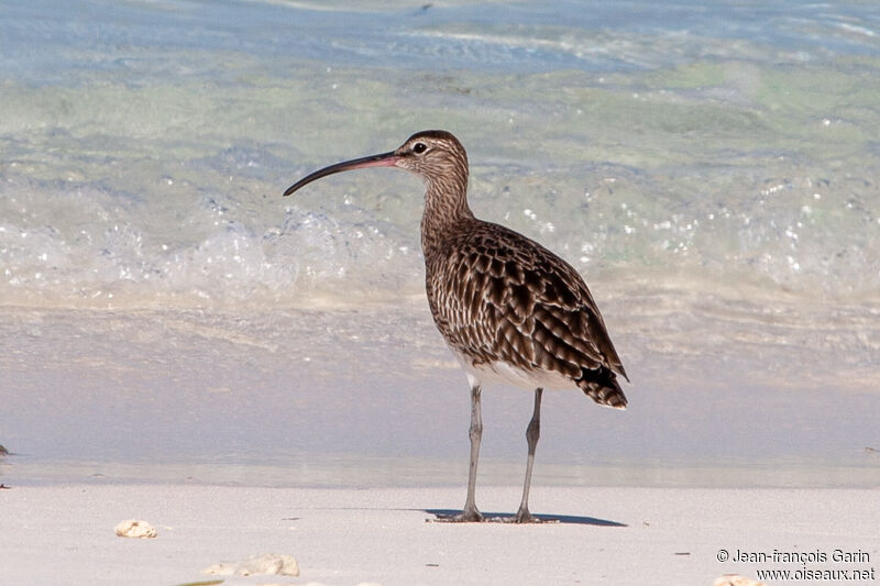 Eurasian Whimbrel