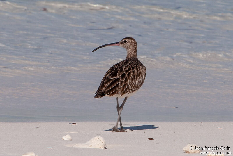 Eurasian Whimbrel