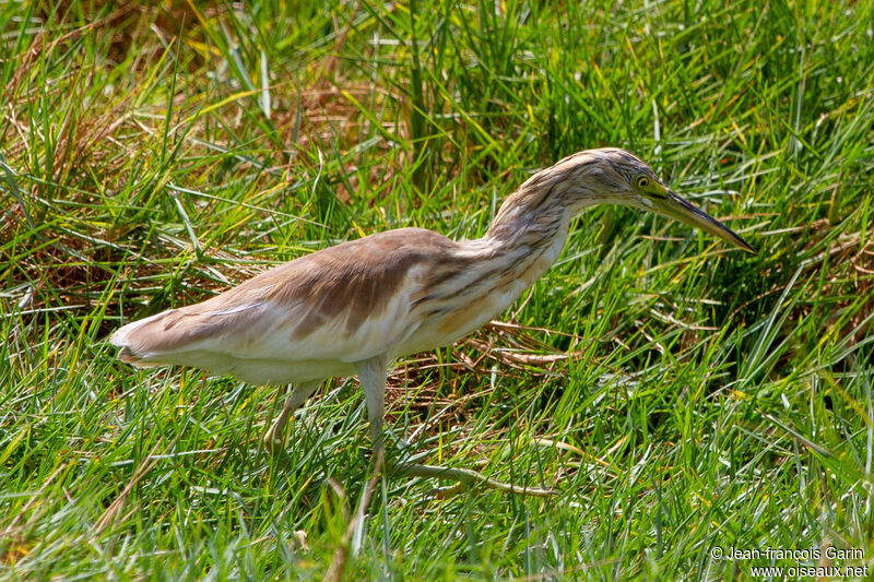 Squacco Heron