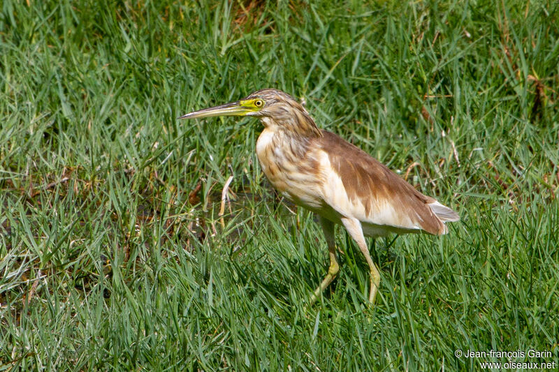 Crabier chevelu