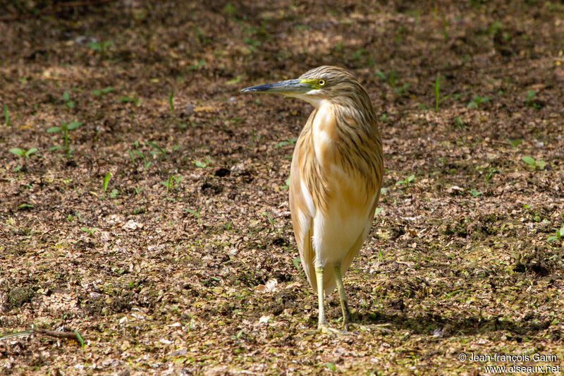 Squacco Heron