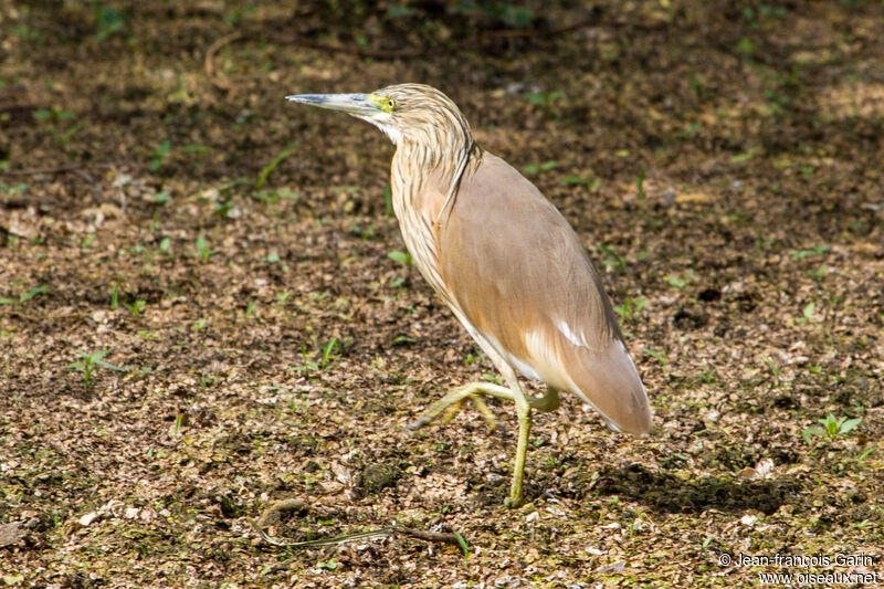 Crabier chevelu