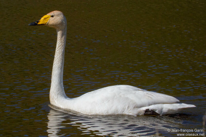 Whooper Swan