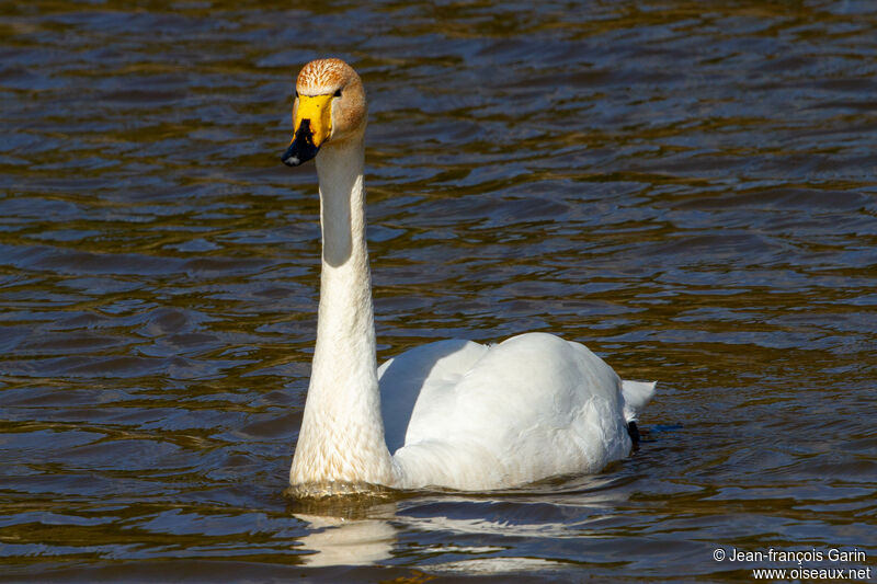 Whooper Swan