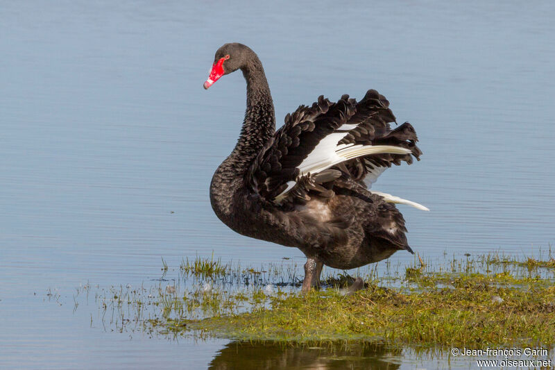 Black Swan