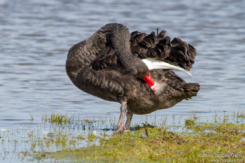 Cygne noir