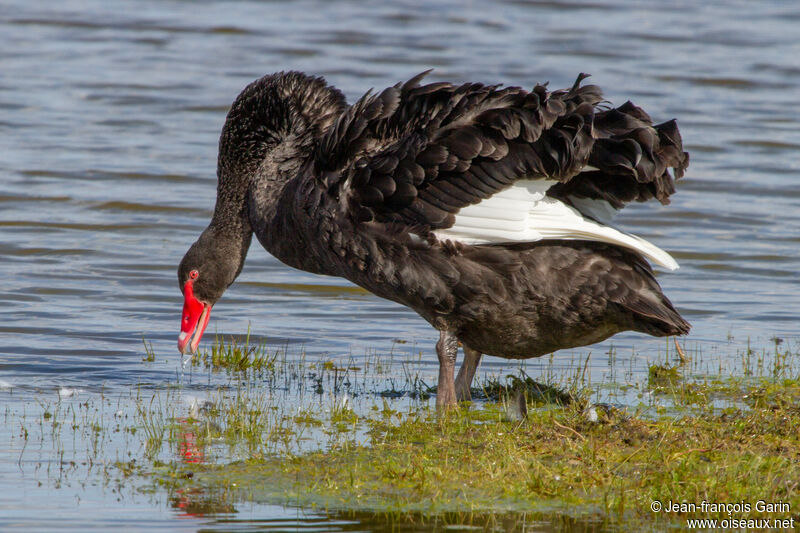 Cygne noir