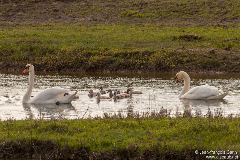 Cygne tuberculé