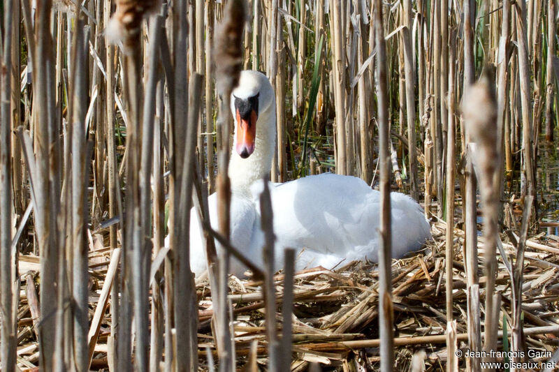 Cygne tuberculé, Nidification