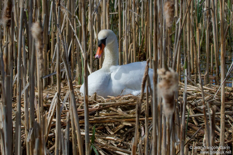 Cygne tuberculé, Nidification