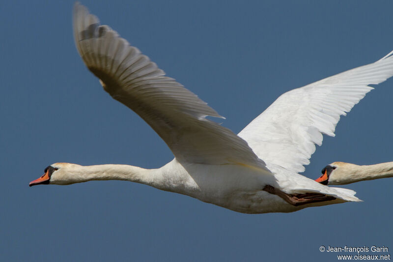 Mute Swan, Flight