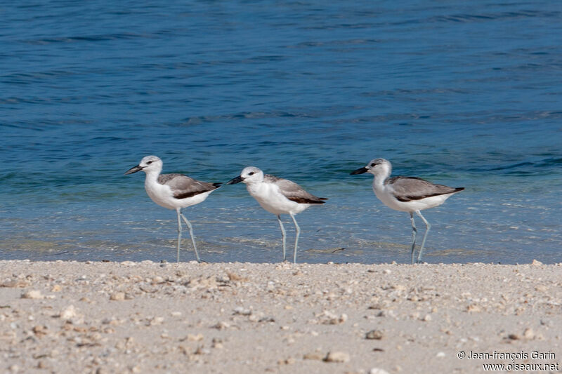 Crab-plover