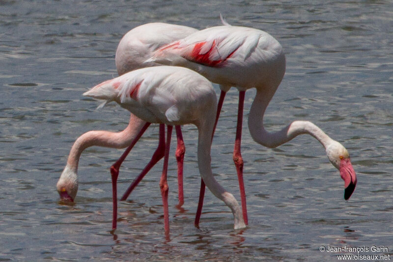 Flamant rose