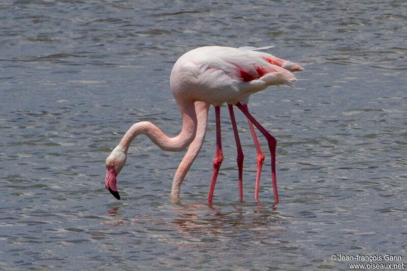 Flamant rose