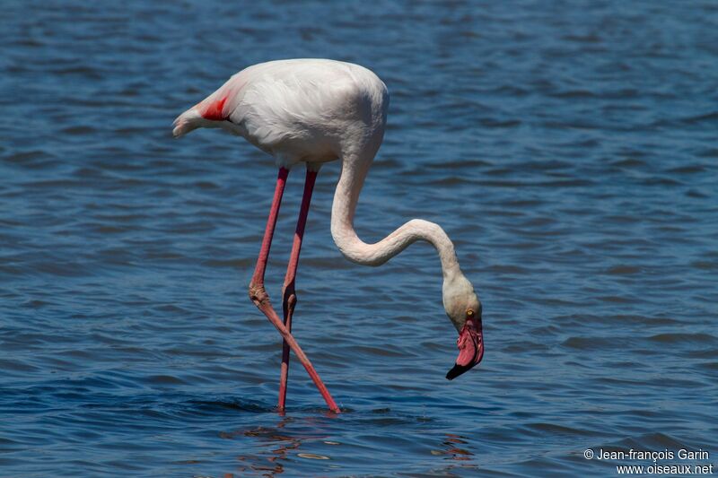 Greater Flamingo