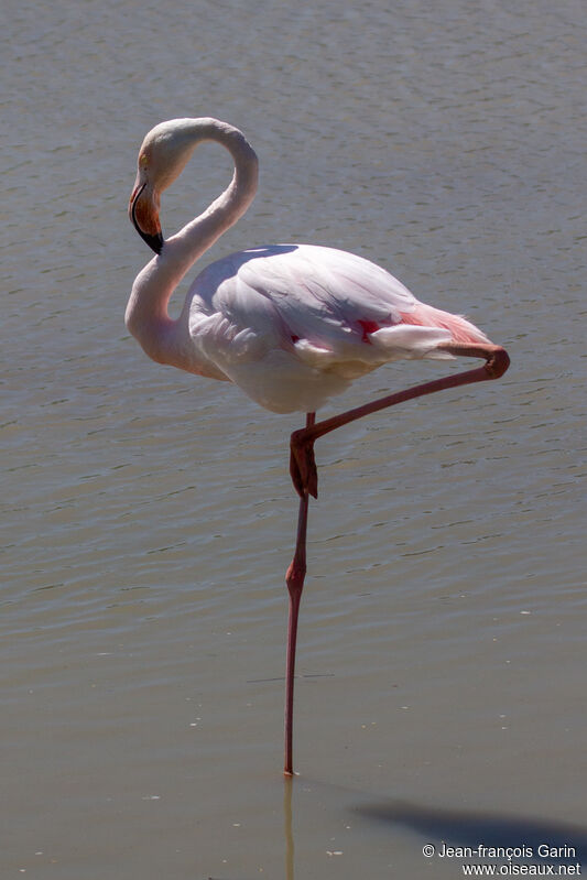 Flamant rose