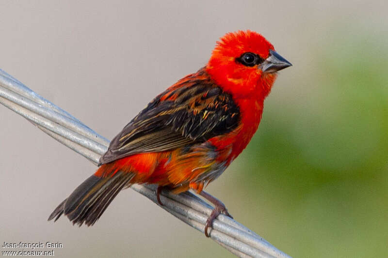 Red Fody male adult, identification