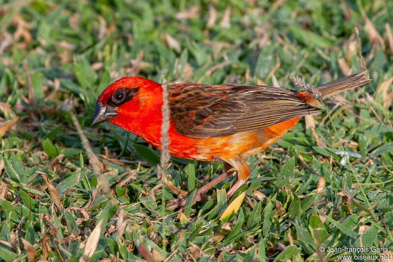 Red Fody male