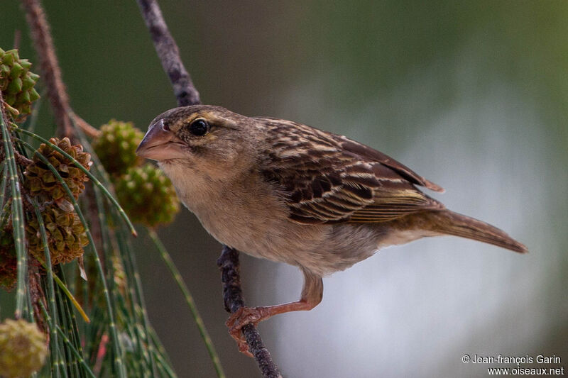 Red Fody female