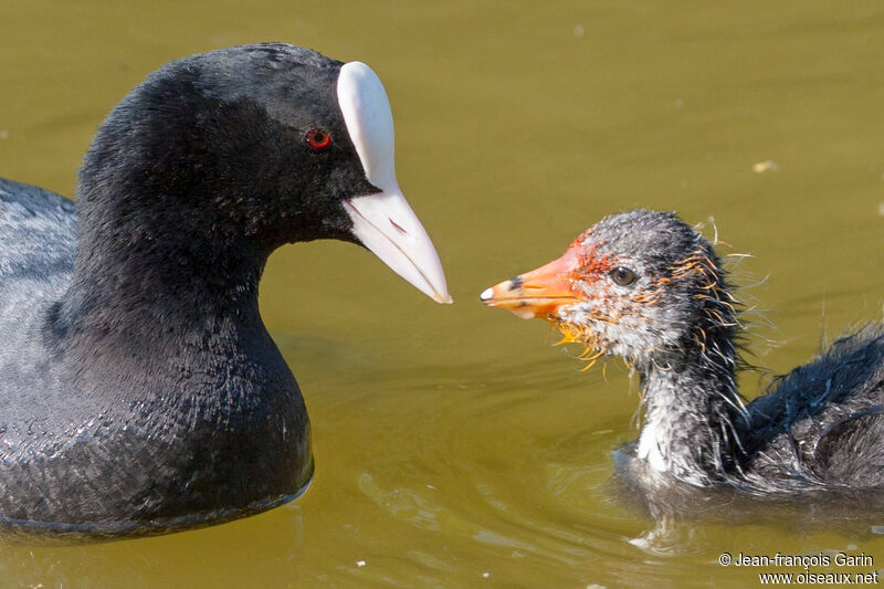 Eurasian Coot