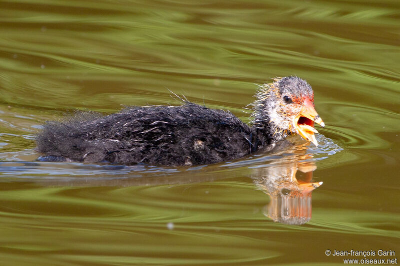 Eurasian CootPoussin