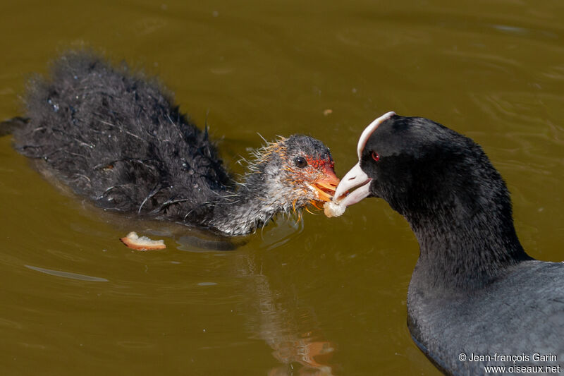 Foulque macroule, mange